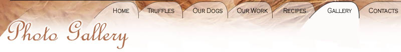 Contact Truffle Dogs WA