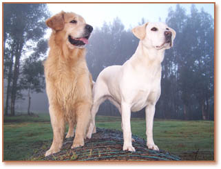 The hay bale hounds.